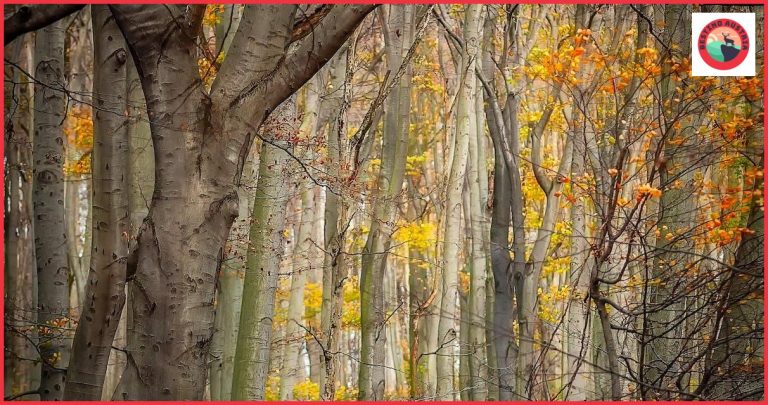 ¿Cómo llegar de Viena a Stockerau? ¿Cómo llegar de Viena a Stockerau?