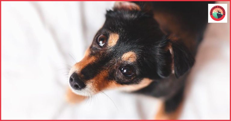 Qué visitar en Wiener Neustadt: la guía definitiva